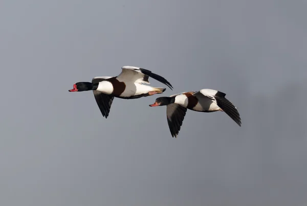 Shelduck, Tadorna tadorna, — Stock fotografie