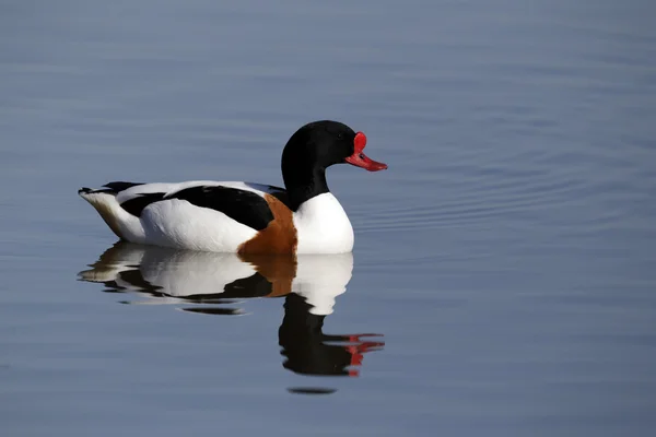 Schelente, tadorna tadorna, — Stockfoto