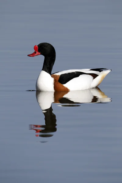 Canard d'Amérique, Tadorna tadorna , — Photo