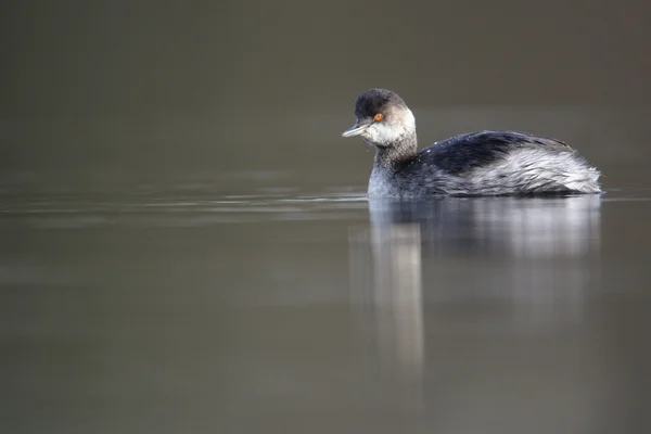 Grebe de pescoço preto, Podiceps nigricollis, — Fotografia de Stock