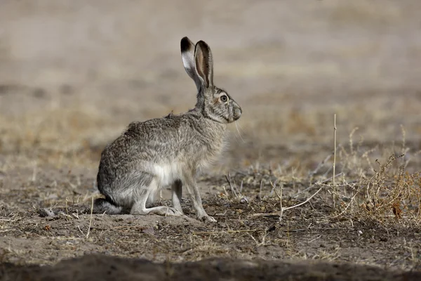 Svart-tailed jack rabbit, lepus californicus — Stockfoto