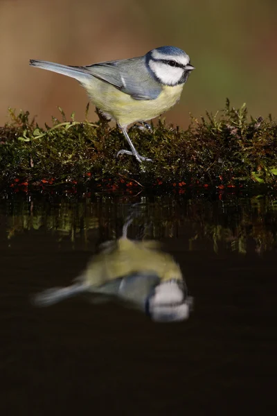 Sýkora modřinka, parus caeruleus — Stock fotografie