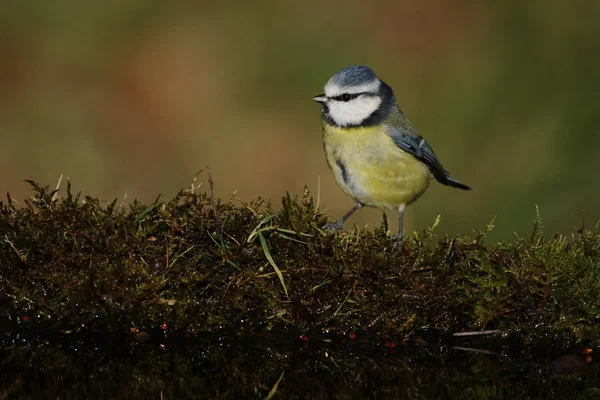 Sýkora modřinka, parus caeruleus — Stock fotografie