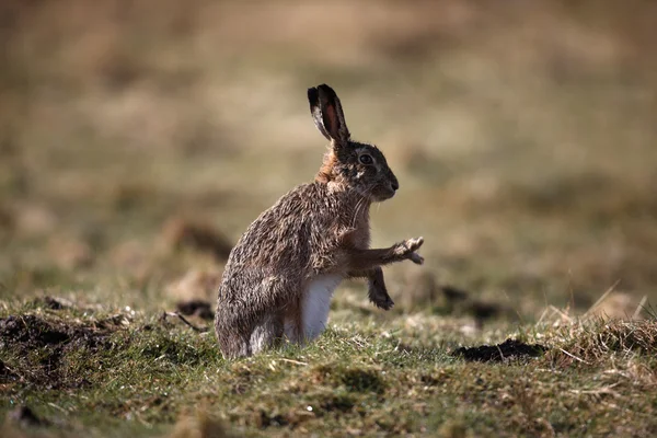 Коричневый заяц, Lepus europaeus — стоковое фото