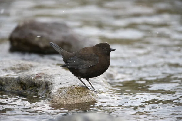 Brun strömstare, cinclus pallasii — Stockfoto