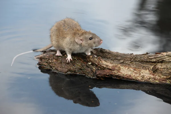 Rato castanho, rattus norvegicus — Fotografia de Stock