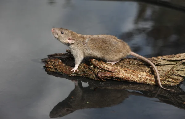 Коричневая крыса, rattus norvegicus — стоковое фото