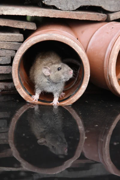 Коричневая крыса, rattus norvegicus — стоковое фото