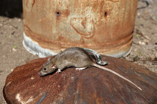 Brown rat rattus norvegicus — Stok fotoğraf
