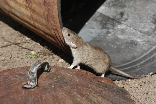 Коричневая крыса, rattus norvegicus — стоковое фото