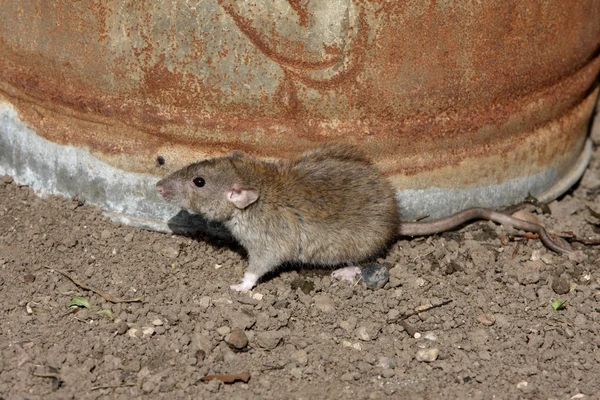 Brown rat rattus norvegicus — Stok fotoğraf