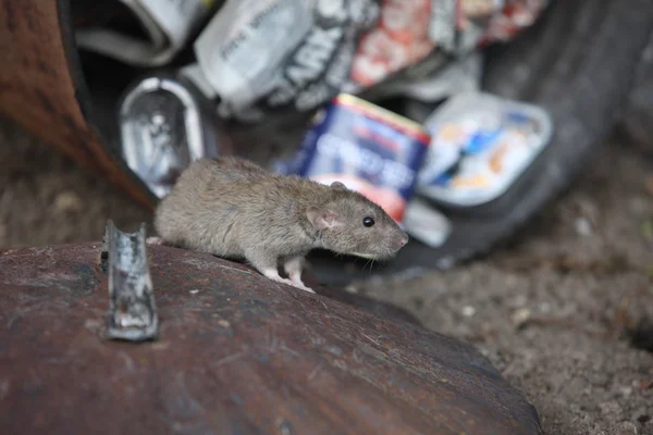 Brun råtta, rattus norvegicus — Stockfoto