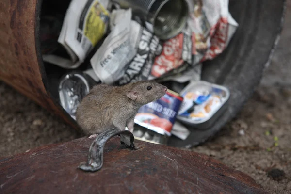 Rata parda, rattus norvegicus — Foto de Stock