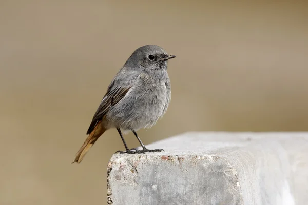 Preto redstart, Phoenicurus ochruros — Fotografia de Stock