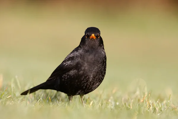 Amsel, Turdus merula — Stockfoto