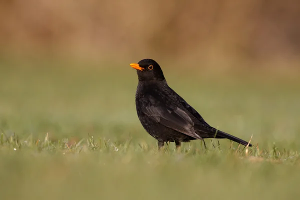 Blackbird, 28 лет, Turdus merula — стоковое фото