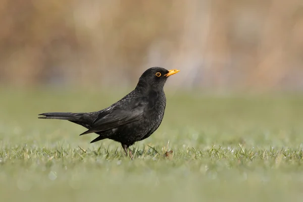 Pássaro-preto, Turdus merula — Fotografia de Stock