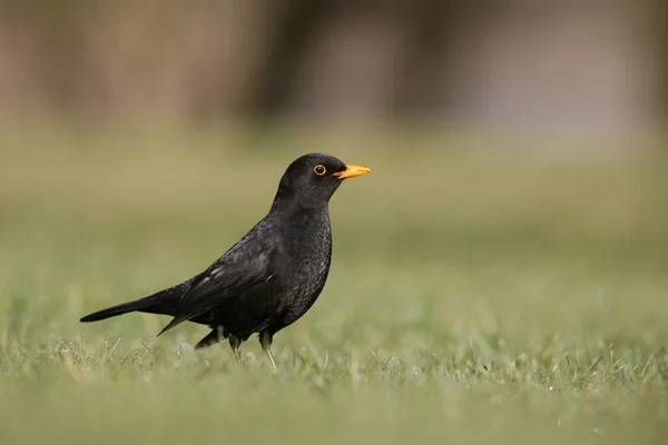 Pássaro-preto, Turdus merula — Fotografia de Stock