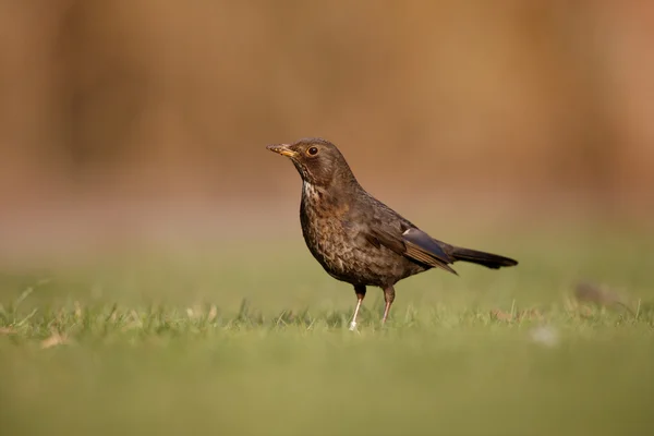 Pássaro-preto, Turdus merula — Fotografia de Stock