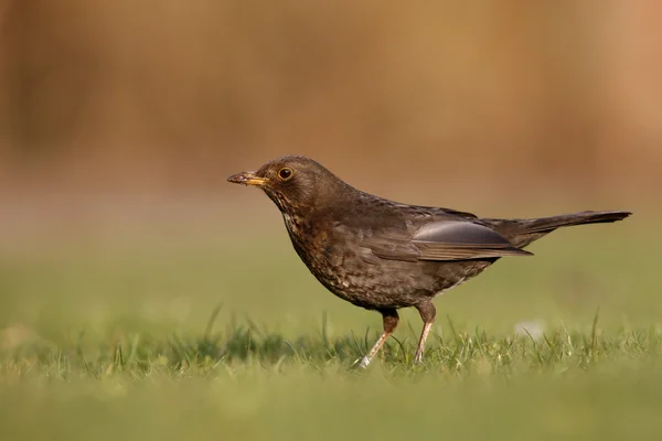 Pássaro-preto, Turdus merula — Fotografia de Stock