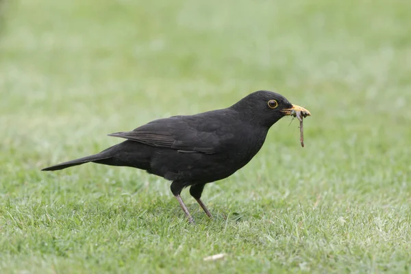 Mirlo, Turdus merula — Foto de Stock