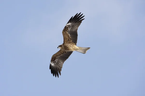 Zwart-eared kite, milvus lineatus — Stockfoto