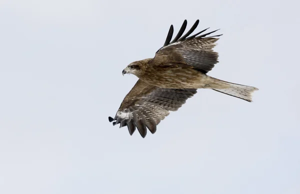 Black-eared kite, Milvus lineatus — Stock Photo, Image
