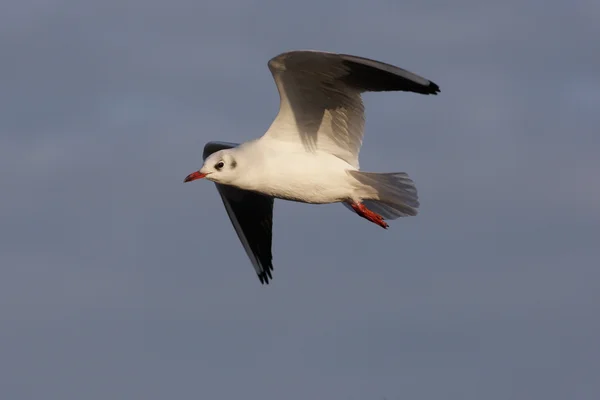 Gabbiano dalla testa nera, Larus ridibundus — Foto Stock