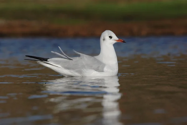 Gaivota de cabeça preta, Larus ridibundus — Fotografia de Stock