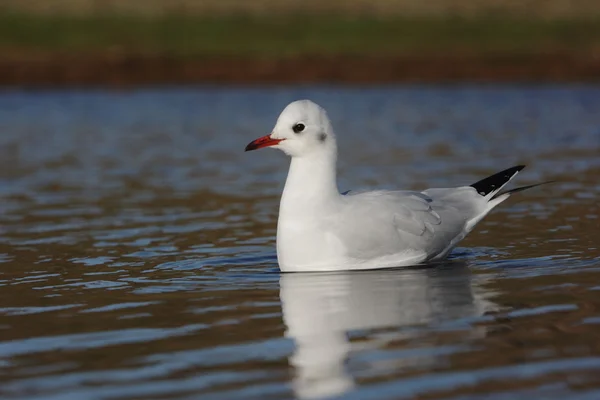 Zwartkopmeeuw, Larus ridibundus — Stockfoto