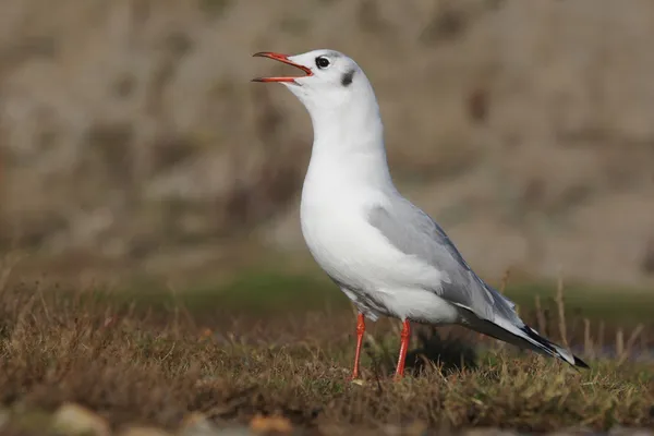 Gabbiano dalla testa nera, Larus ridibundus — Foto Stock