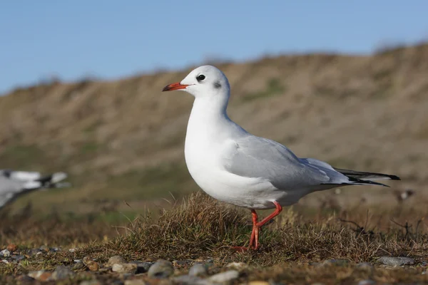 Gabbiano dalla testa nera, Larus ridibundus — Foto Stock