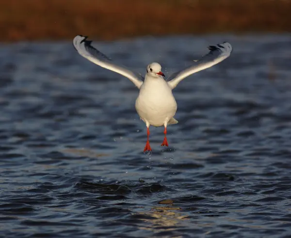 Μελανοκέφαλος Γλάρο, Larus ridibundus — Φωτογραφία Αρχείου