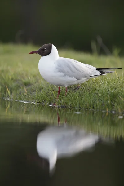 Gabbiano dalla testa nera, Larus ridibundus — Foto Stock