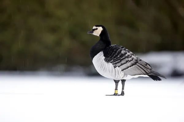 Berneška bělolící branta leucopsis — Stock fotografie