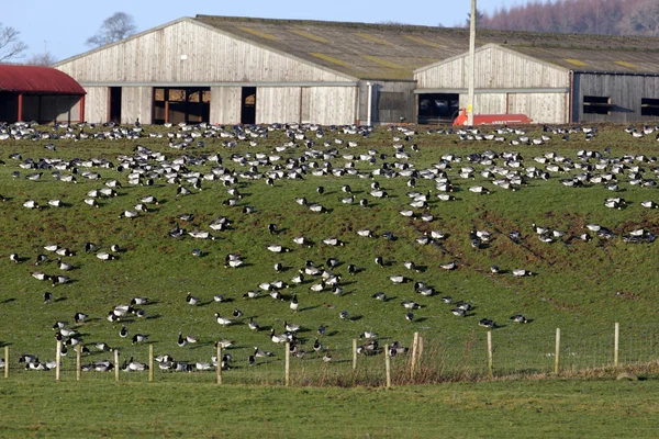 Brandgans, Branta leucopsis — Stockfoto