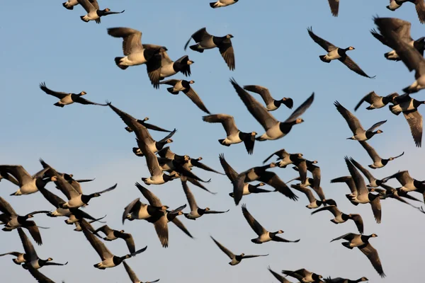 Barnacle Goose, Branta lökosisi — Stok fotoğraf