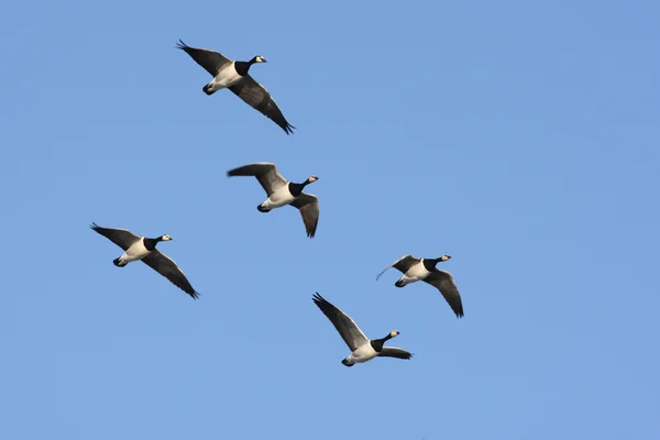 Ganso-de-macaco, Branta leucopsis — Fotografia de Stock