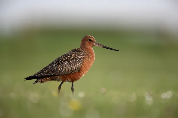 Godwit de cola de bar, Limosa lapponica — Foto de Stock