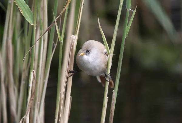 留着胡子的 reedling 或报还一报，panurus biarmicus, — 图库照片