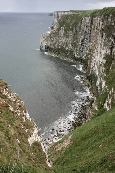 Bempton útesy, rezerva rspb — Stock fotografie