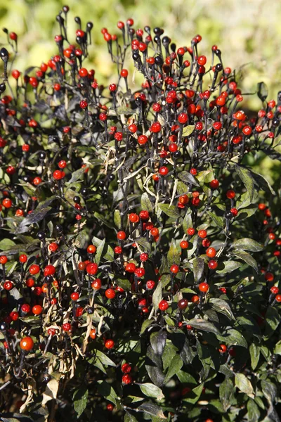 Black Chiltepin, Capsicum annuum, Arizona, USA — Stock Photo, Image