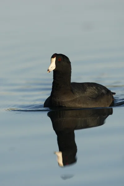 미국 물 닭, Fulica 아메리 — 스톡 사진