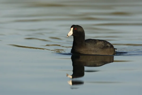 Amerikanische Blässhühner, fulica americana — Stockfoto