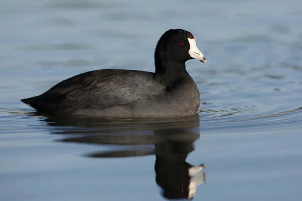 Folaga americana, Fulica americana — Foto Stock