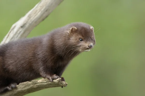 Американская норка, Mustela vison — стоковое фото