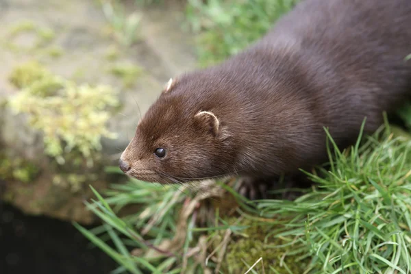 Amerikan vizon, mustela vison — Stok fotoğraf