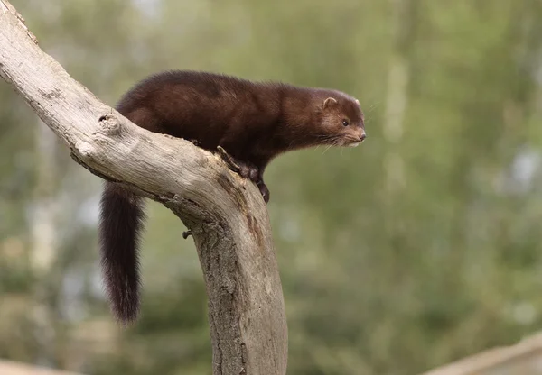 Amerikan vizon, mustela vison — Stok fotoğraf