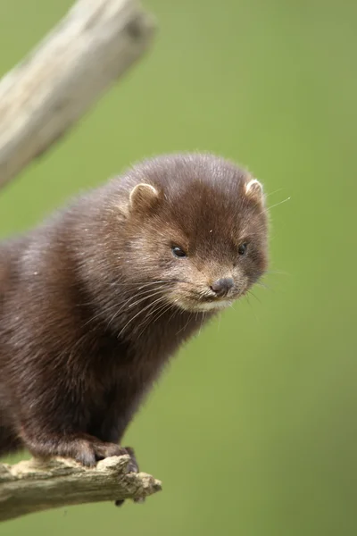 Norek americký, mustela vison — Stock fotografie