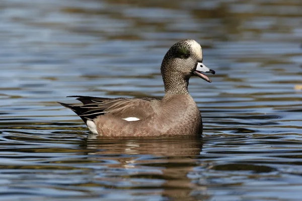 Amerikanischer wigeon, anas americana — Stockfoto